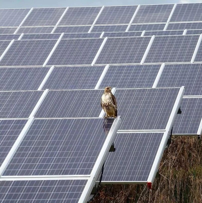 120MW!加拿大将建全球最大机场光伏电站!