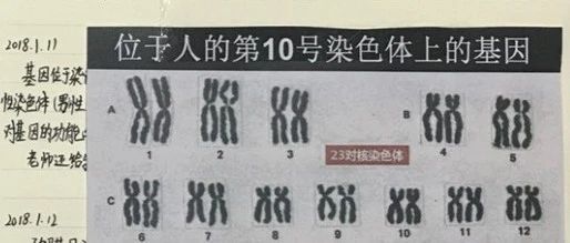 5天弄懂基因知识，水平堪比博士！小学生“学术”哪家强，父母身份曝光…