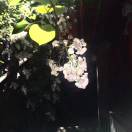高珍
